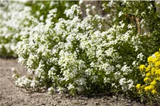 Arabis caucasica 'Bakkely'