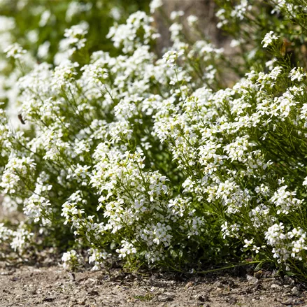 Arabis caucasica 'Bakkely'