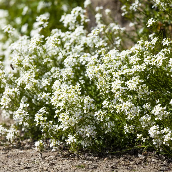 Arabis caucasica 'Bakkely'