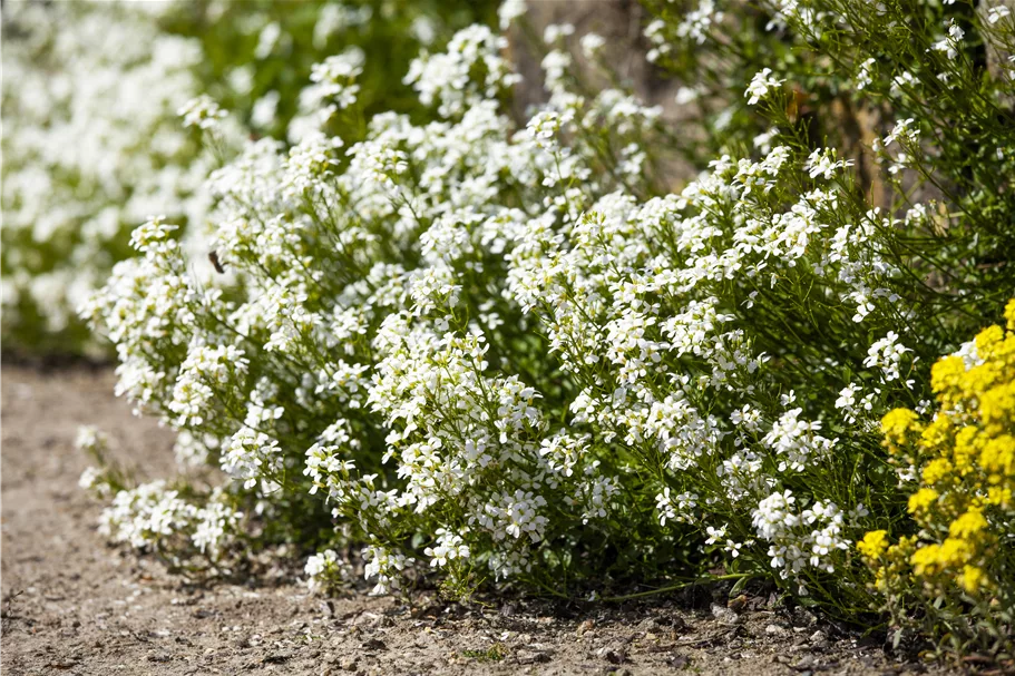 Arabis caucasica 'Bakkely'