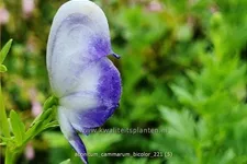 Aconitum x cammarum 'Bicolor'