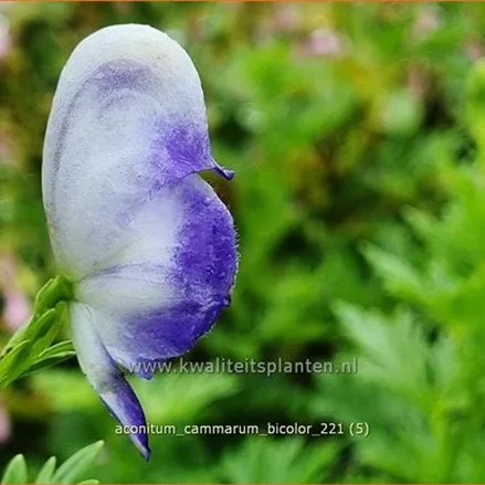 Aconitum x cammarum 'Bicolor'