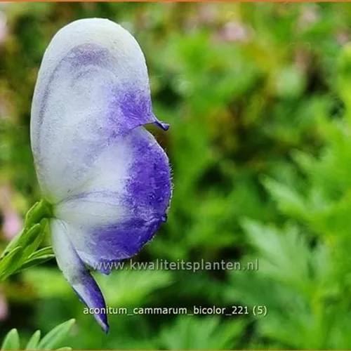 Aconitum x cammarum 'Bicolor'