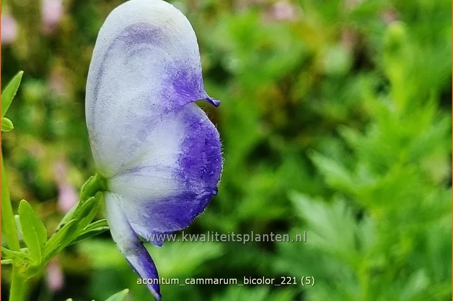 Aconitum x cammarum 'Bicolor'