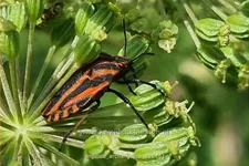 Angelica archangelica
