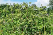 Angelica archangelica