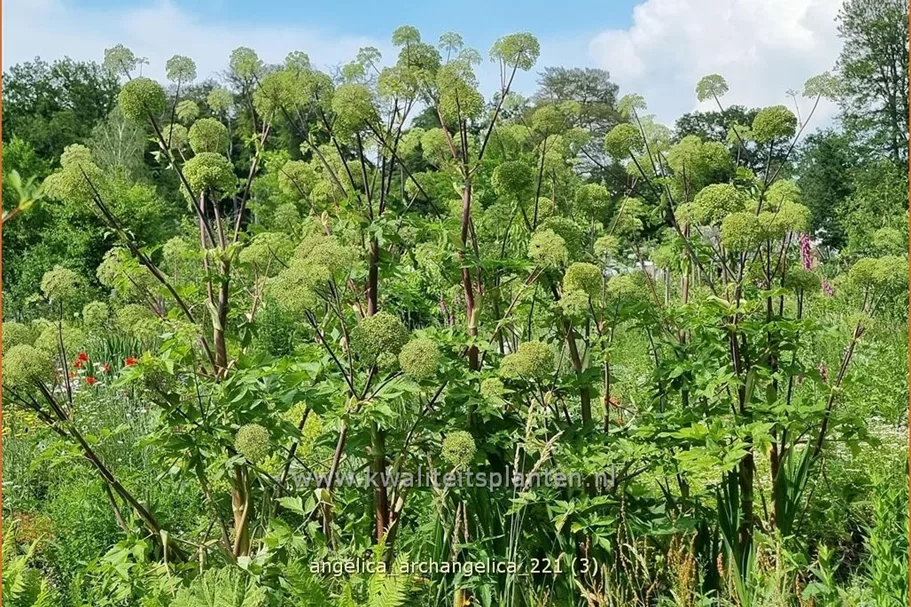 Angelica archangelica