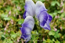 Aconitum x cammarum 'Bicolor'