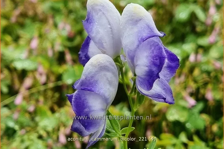 Aconitum x cammarum 'Bicolor'
