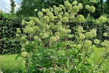 Angelica archangelica