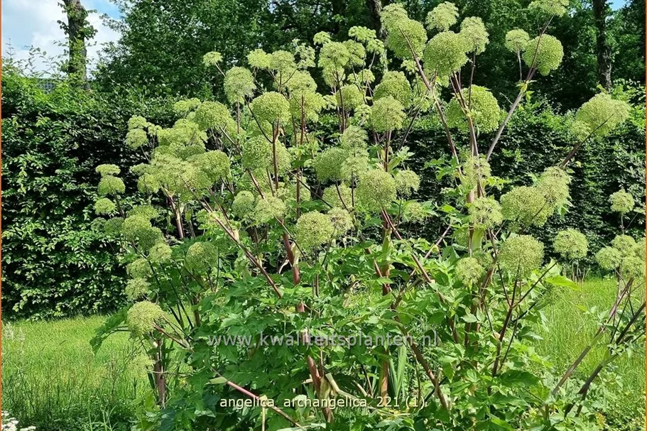 Angelica archangelica