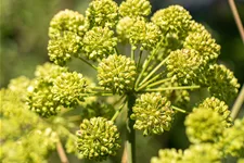 Angelica archangelica