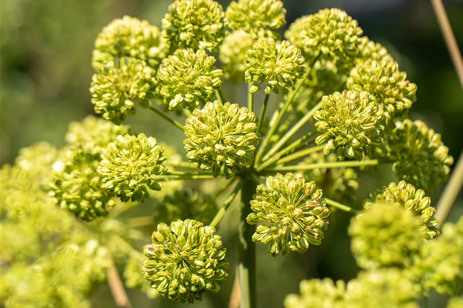 Angelica archangelica