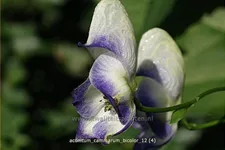 Aconitum x cammarum 'Bicolor'