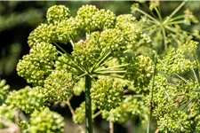 Angelica archangelica