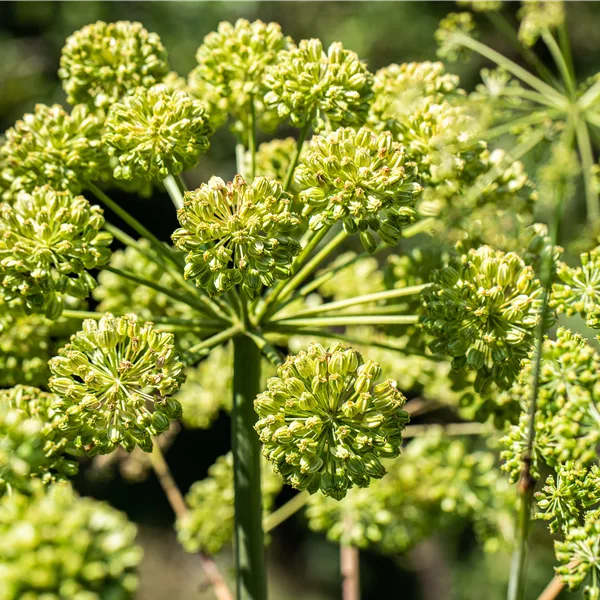 Angelica archangelica