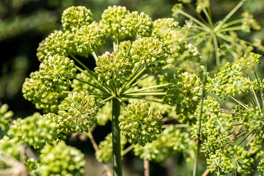 Angelica archangelica