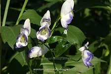 Aconitum x cammarum 'Bicolor'
