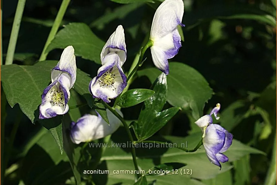 Aconitum x cammarum 'Bicolor'