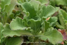 Arabis caucasica 'Pinkie'