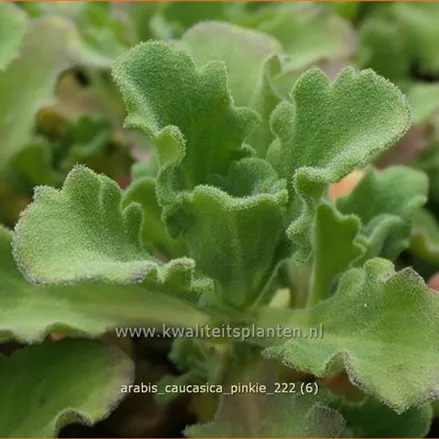 Arabis caucasica 'Pinkie'