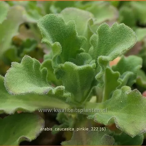 Arabis caucasica 'Pinkie'