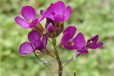 Arabis caucasica 'Pinkie'