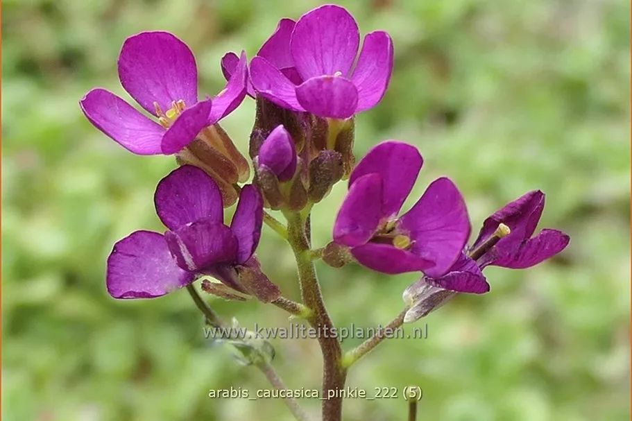 Arabis caucasica 'Pinkie'