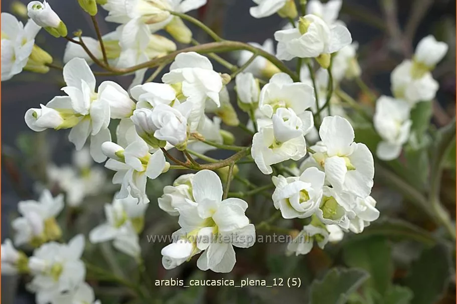 Arabis caucasica 'Plena'