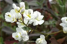 Arabis caucasica 'Plena'