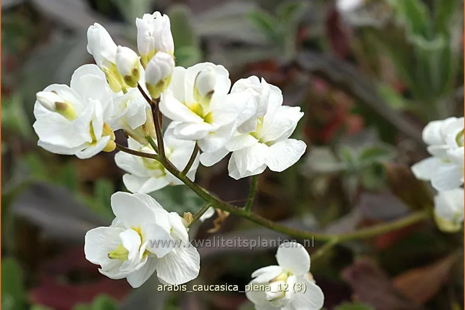 Arabis caucasica 'Plena'