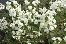 Arabis caucasica 'Plena'