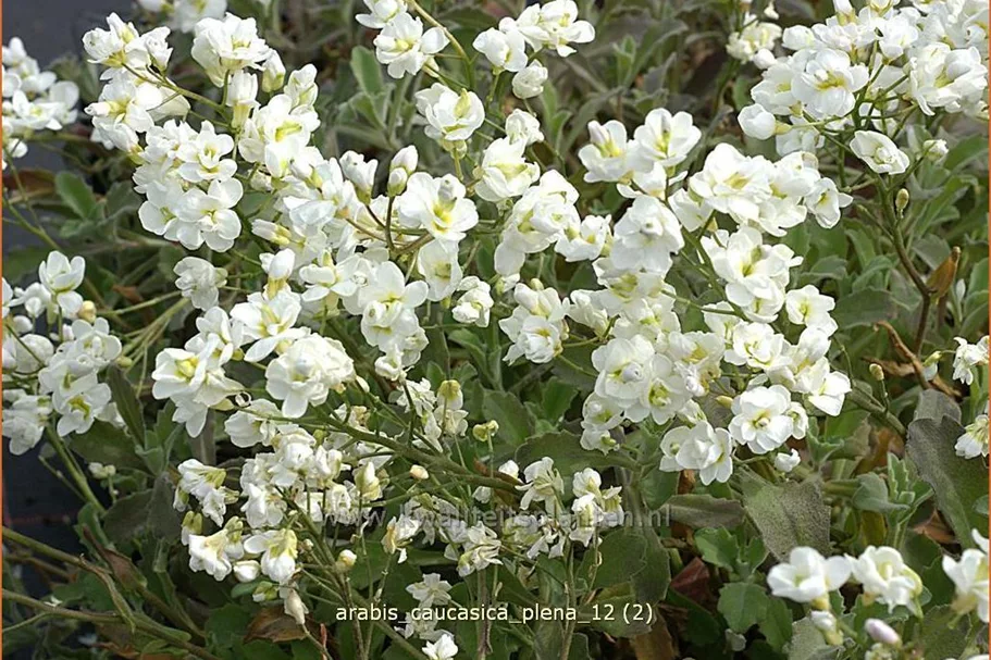 Arabis caucasica 'Plena'