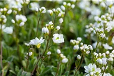 Arabis caucasica 'Plena'