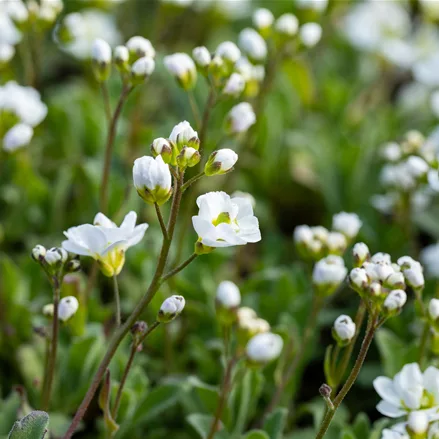 Arabis caucasica 'Plena'