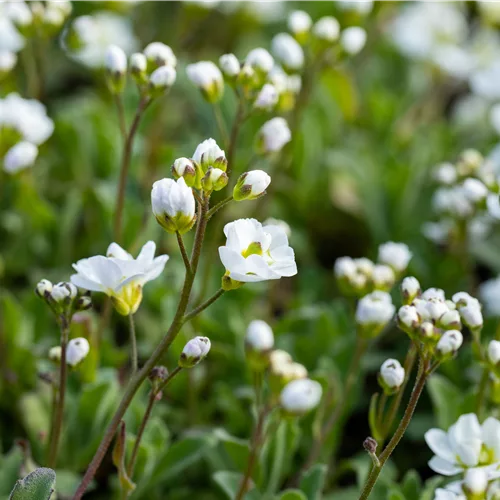 Arabis procurrens 'Neuschnee'