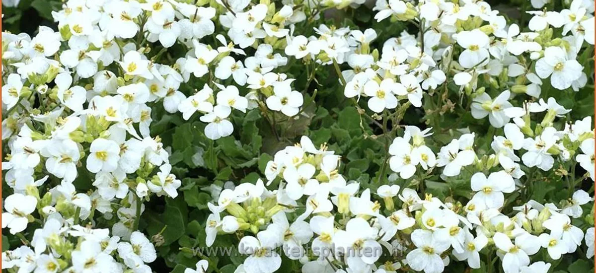 Arabis caucasica 'Snowcap'