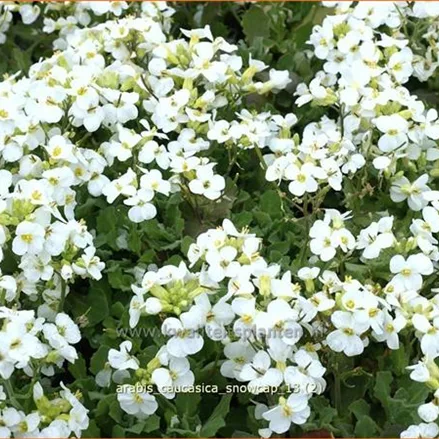 Arabis caucasica 'Snowcap'