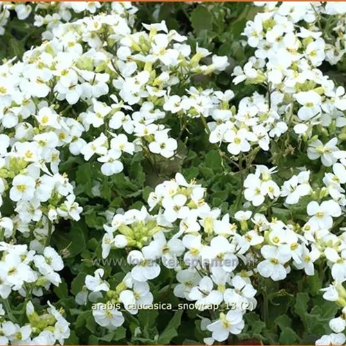 Arabis caucasica 'Snowcap'