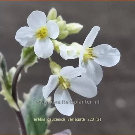 Arabis caucasica 'Variegata'