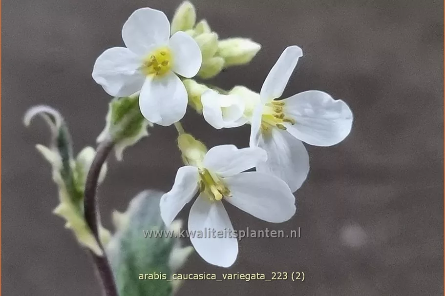 Arabis caucasica 'Variegata'