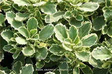 Arabis caucasica 'Variegata'