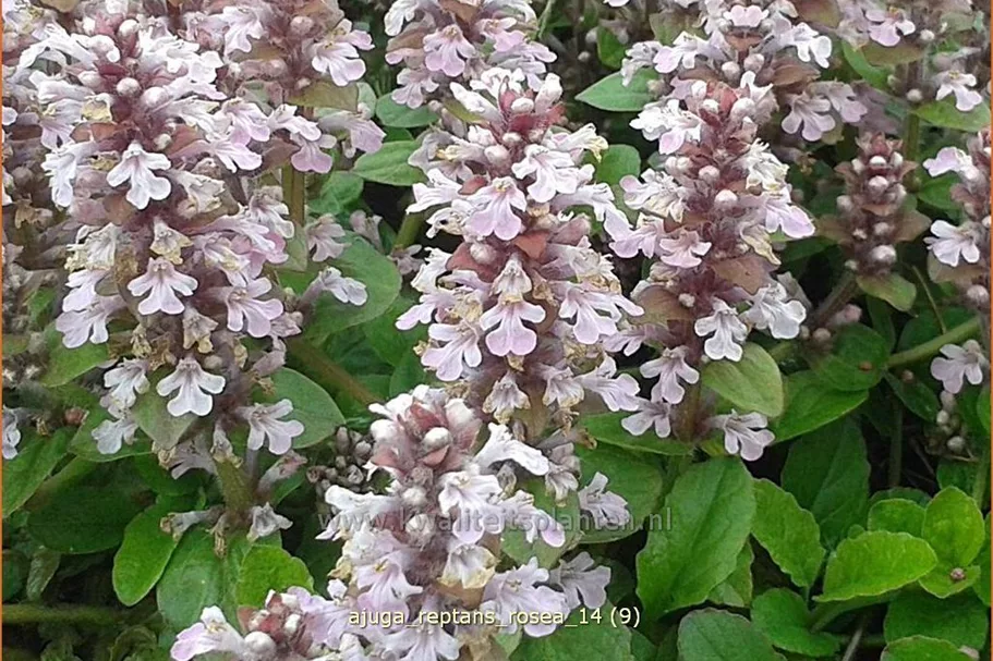 Ajuga reptans 'Rosea'