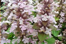 Ajuga reptans 'Rosea'