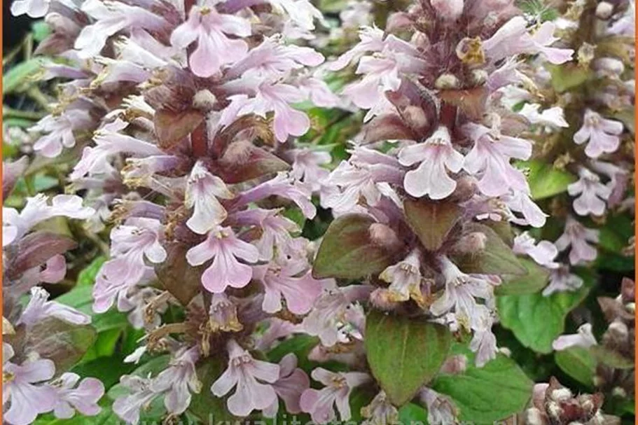 Ajuga reptans 'Rosea'