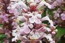 Ajuga reptans 'Rosea'