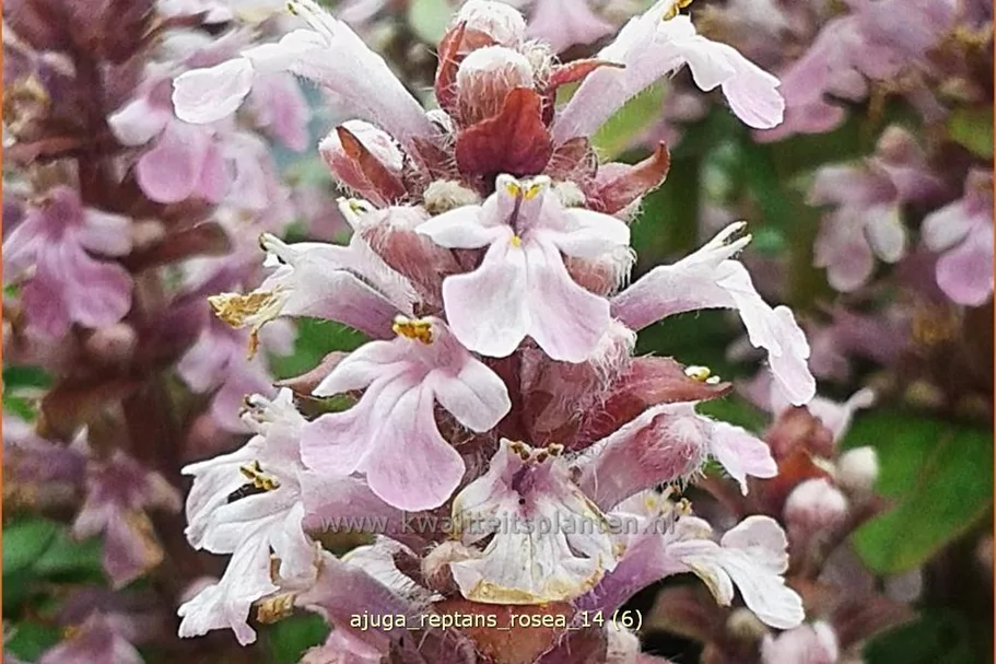 Ajuga reptans 'Rosea'