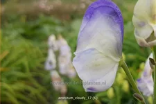 Aconitum carmichaelii 'Cloudy'