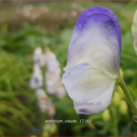 Aconitum carmichaelii 'Cloudy'