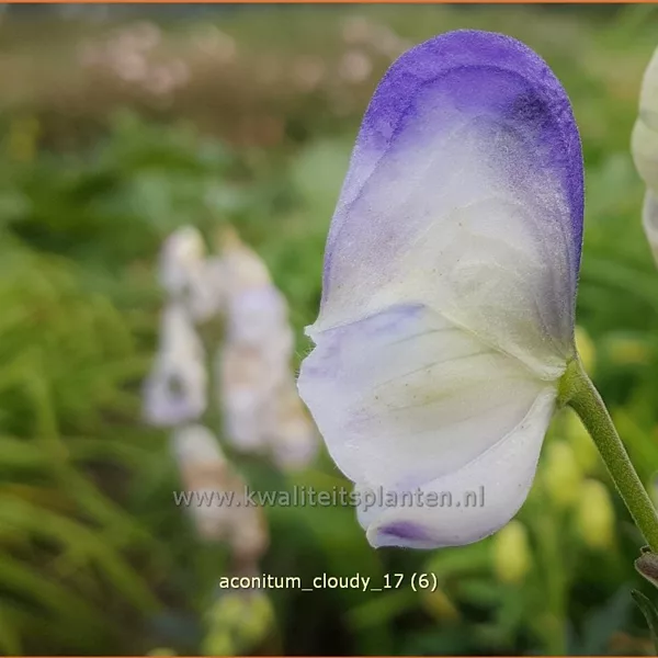 Aconitum carmichaelii 'Cloudy'